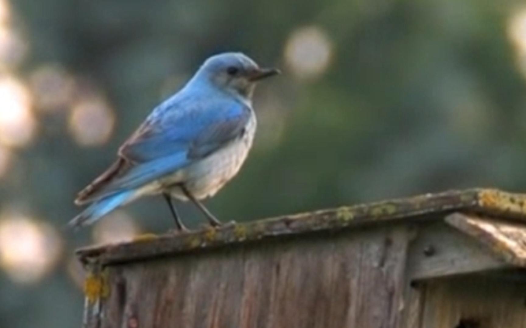 疑似推特鸟原型的山蓝鸲，真的很蓝！ Sialia currucoides
