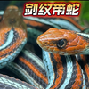这根辣条是真漂亮啊,自然界濒危小生灵剑纹带蛇旧金山亚种,旧金山吊袜带蛇束带蛇