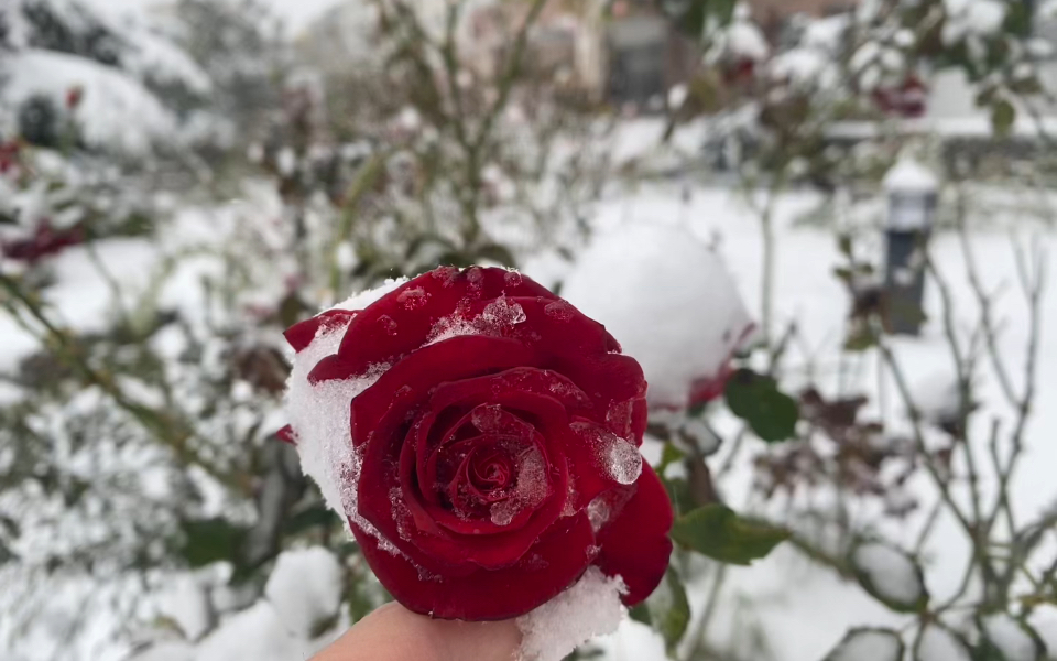雪中玫瑰,红到梦中