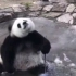 熊猫：你是几级保护动物？跟我斗~