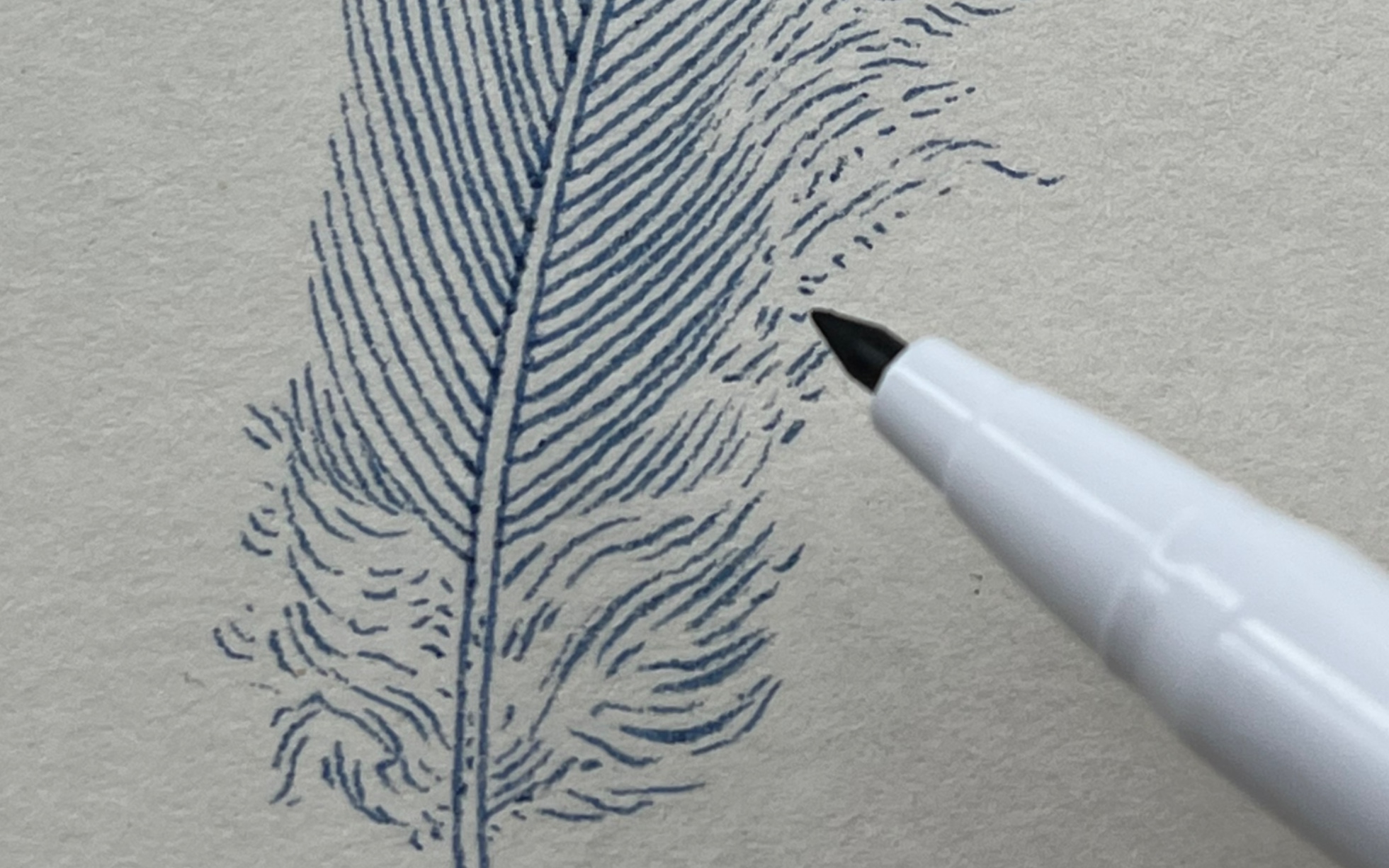 【零基础控笔系列】羽毛的画法