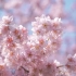 最美不过，三月里盛开的樱花【4K】