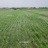 羽人水稻精量直播无人机，颠覆水稻种植模式