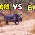 罕见的鬣狗群攻击白犀牛