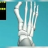 3D科普视频拇外翻大脚骨形成原因过程