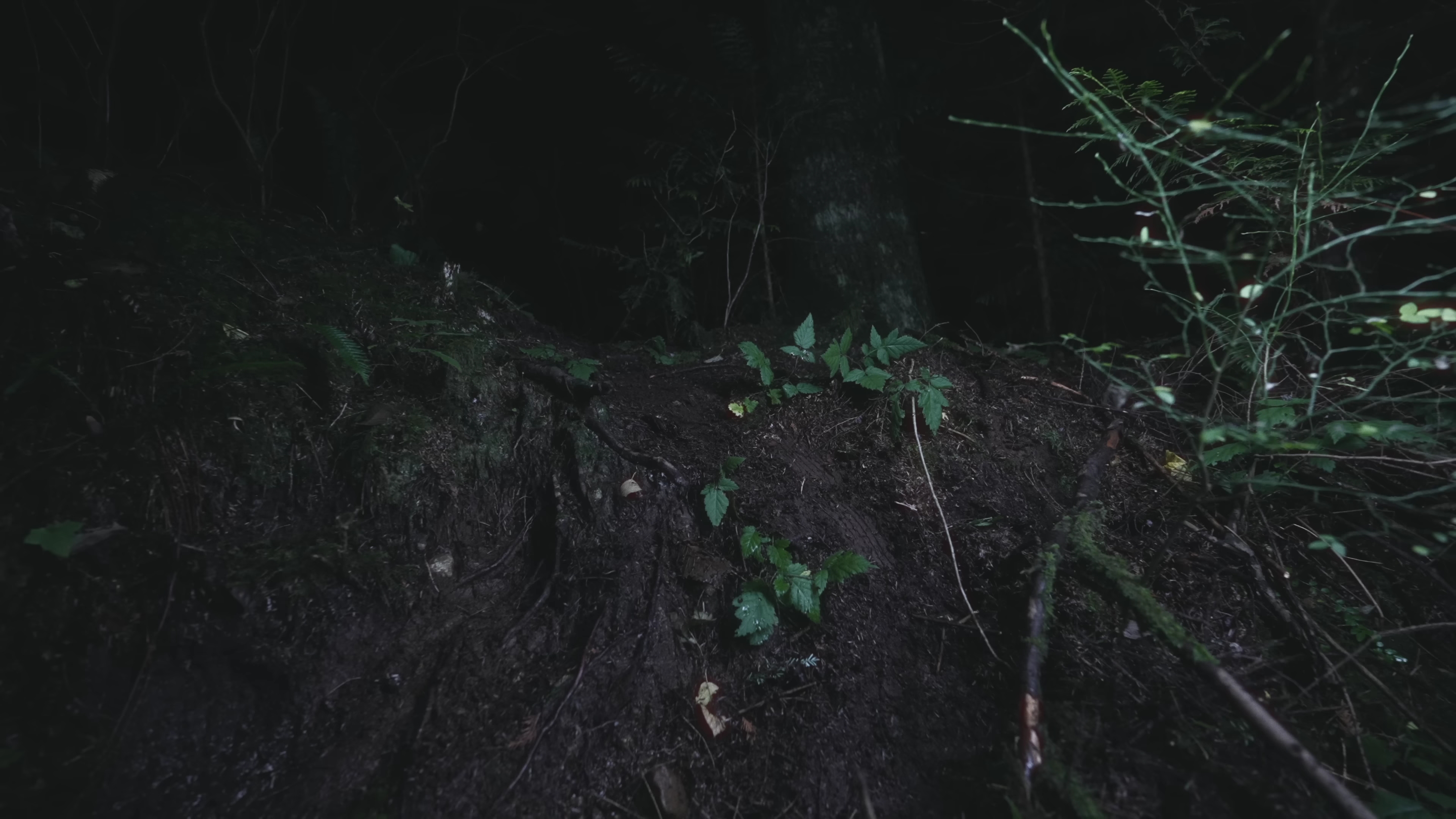 Lights - ALIVE AGAIN (Official Music Video)