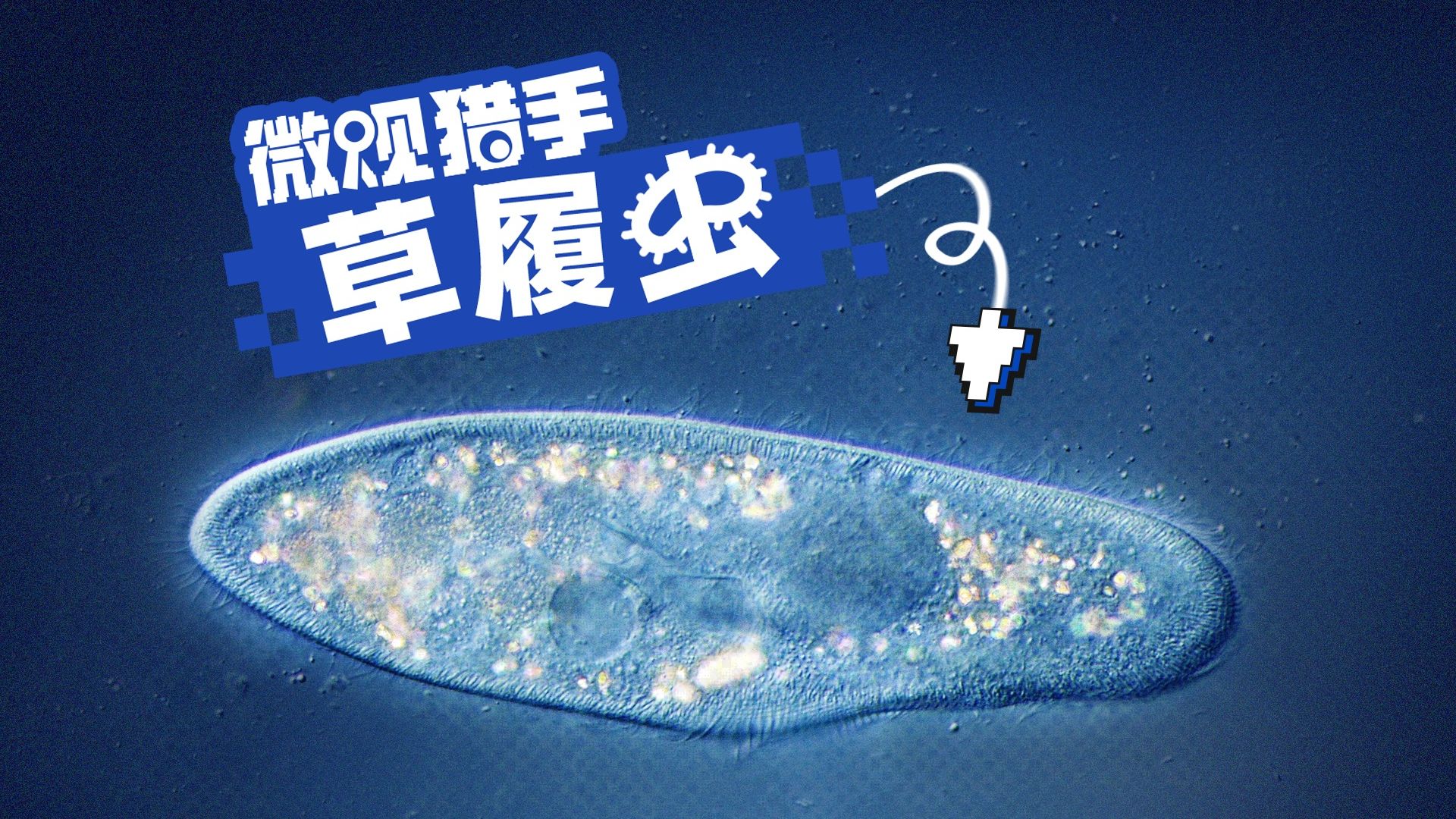 动态视频｜中学课本里的“老演员”，4K镜头下的草履虫有多离谱？