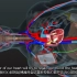 三维视频解释AED除颤仪原理【AED in Action _ A 3D look inside the body】