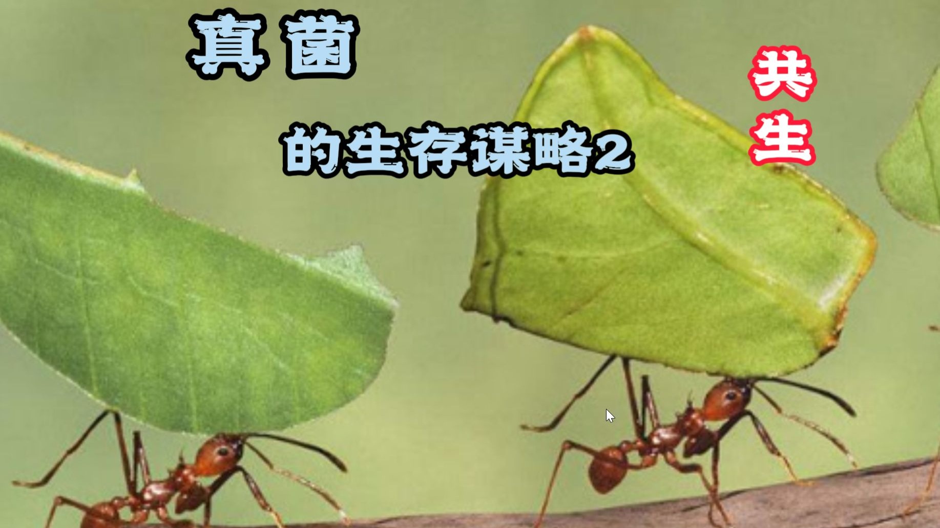 真菌的生存谋略（下集）