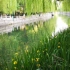 泉城济南护城河边的花与水，春日美景