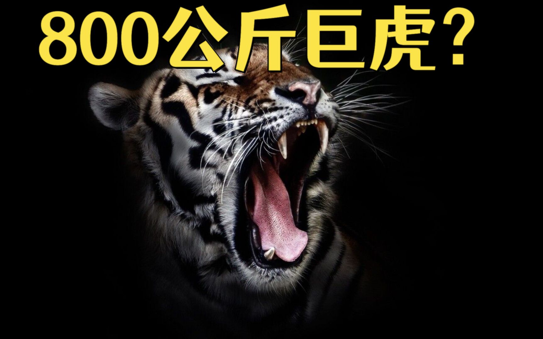 史上真的有800公斤的巨虎？最大的老虎有多大？
