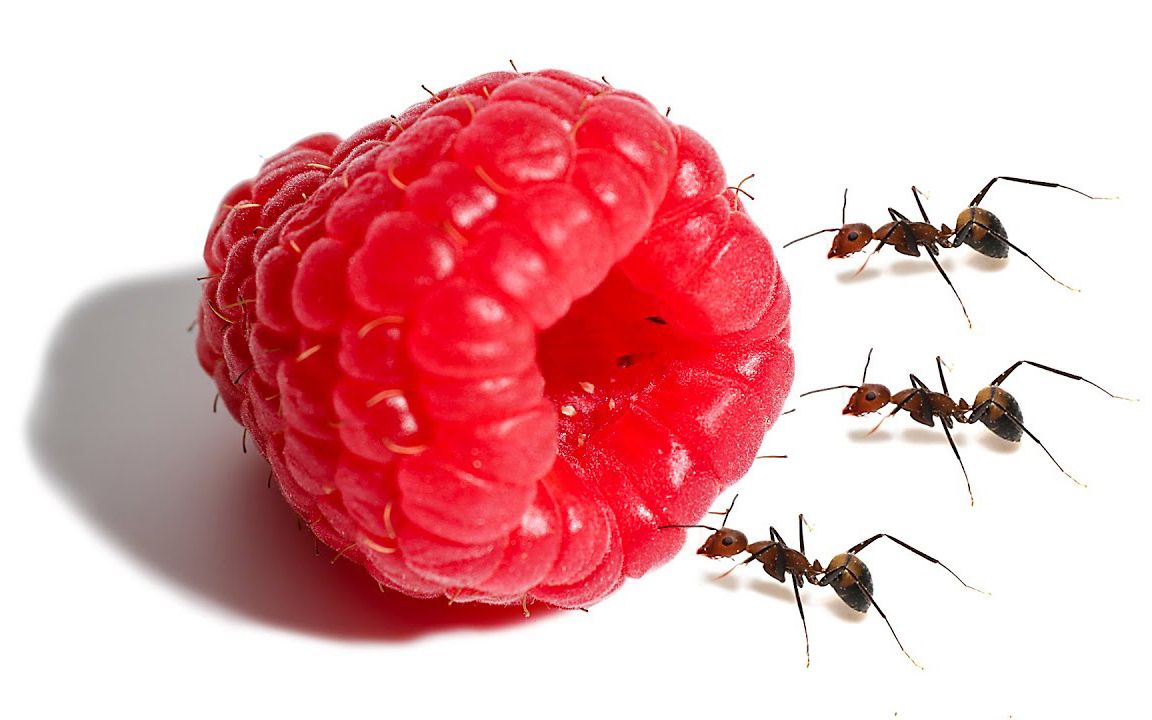 【延时摄影】蚂蚁吃完一颗覆盆子要多久？