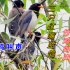 桉树上的三只红嘴蓝鹊，远处有噪鹃叫声，竹鸡叫声