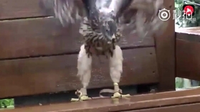 如何杀鸭子最好 7c7bb69b45c63a117f12cf489284cb026bb42a97.jpg@280w_158h_1c_100q.jpg