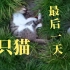 【一只猫的最后一天】路遇一只猫被车撞死今天树边挖了一个坑将它埋葬