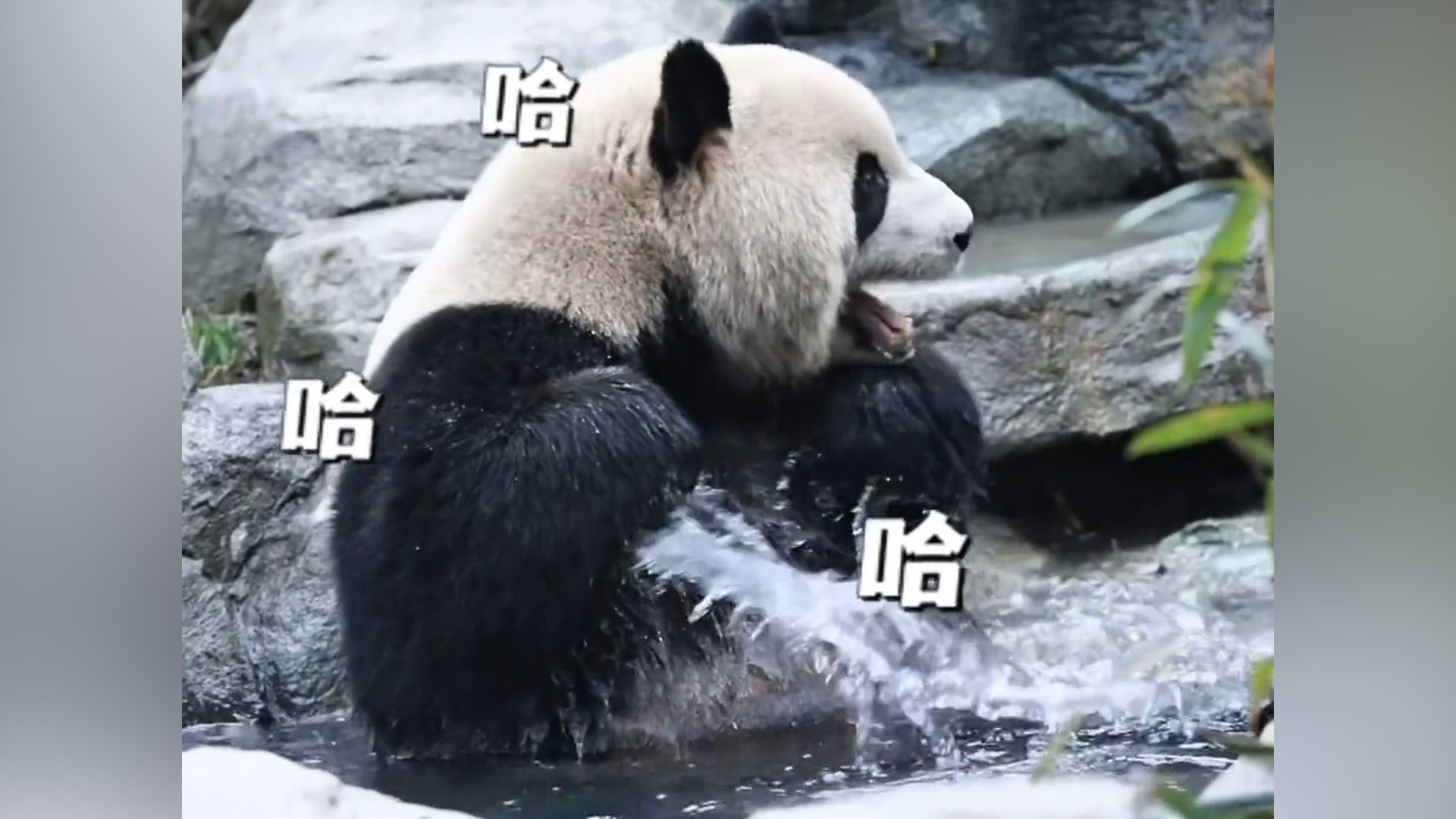 熊猫界首例跳级生梅兰肉肉，洗澡笑出猛兽声，抡圆胳膊揍奇一！