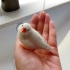 珍珠鸟到家十多天第一次洗澡，那味道别提了……