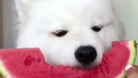 7cc3d0c041c81c264688dc54895e11728a205bae.jpg@280w_158h_1c_100q.jpg