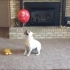 最新遛狗大法，把气球绑在狗狗的牙上，然后就可以坐着看表演啦