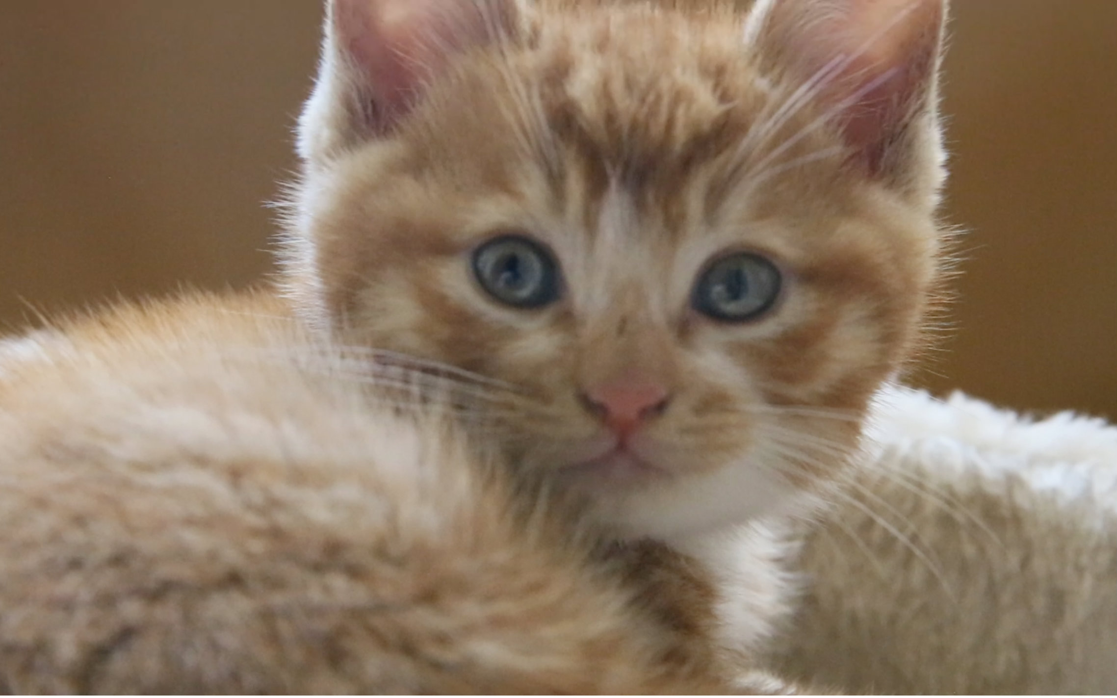 萌萌哒小奶猫拿铁要睡午觉啦【猫奴自制视频】视频在线观看_ 放肆吧