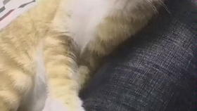 7d0f426f4e3977797164c5a77cf38b1589580d2e.jpg@280w_158h_1c_100q.jpg