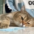 记录一下猫咪手术后从昏迷到苏醒的过程
