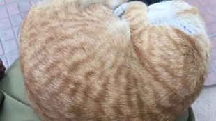 怎么抓到小野猫 7d1ce311952e5779c40f721b102c0604f007142f.jpg@310w_174h_1c_100q.jpg