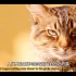 【双语】巴斯泰托 -- 女猫神 -- 古埃及神话纪录片