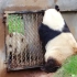 【大熊猫七仔&乔乔】看完永永，转身就跑去跟乔乔吵架，一天天可忙可忙啦