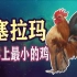 【塞拉玛】】世界上最小的鸡