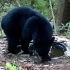 隐藏相机拍摄后院的小水坑，各种奇奇怪怪的野生动物来喝水