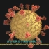 【中英文双语字幕版】【3D医学动画】【COVID-19 新型冠状病毒性肺炎类】SARS 冠状病毒2型膜融合的可视化模型