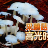 今年泡泡采蘑菇的十宗最：最大最好吃最贵最多