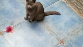 猫跟狗玩的视频 7d4d264b8ab62d9f0c8d820d6de7fc0b8e3f422b.jpg@280w_158h_1c_100q.jpg
