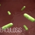 Tuberculosis (TB) Transmission and Pathogenesis