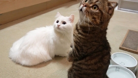 怎么才能让小猫不进厕所 7d53a23de39a6f0ea72fc388809cc2c5ab250429.jpg@280w_158h_1c_100q.jpg
