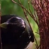 澳大利亚园丁鸟喜欢用蓝色的吸管之类的饰物装饰自己的巢穴，吸引雌鸟。神奇动物世界，有趣生命
