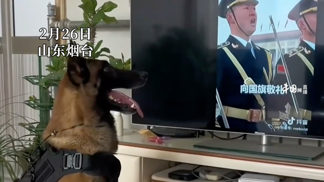 2月26日，山东烟台。无言的战士刻在骨子里的忠诚，当退役警犬看到升旗仪式，立马正襟危坐向国旗敬礼，让人动容。
