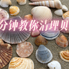 海边捡的贝壳怎么清理？1分钟教会你