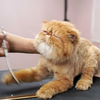 老何给加菲猫剃毛，猫咪竟施展起“咏春拳