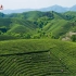 行走河南·读懂中国 | 再过几天，信阳的茶山将会是这个样子