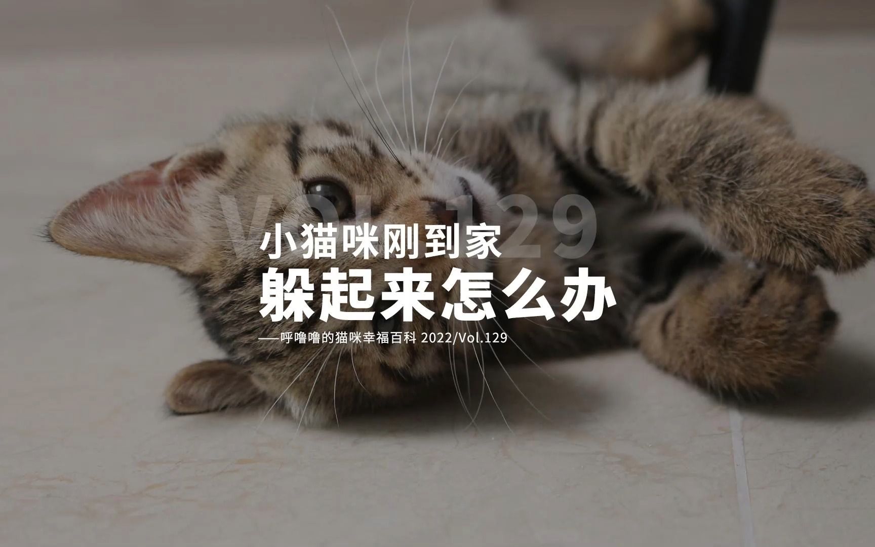 如何让猫咪快速适应新家