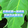 烟苗移栽后一遍喷施，防病促长两不误