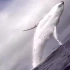 鲸鱼跃出水面的瞬间，美！