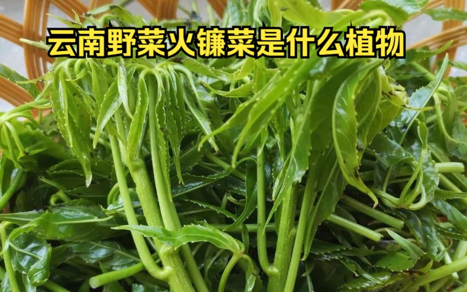 云南人眼中的野菜之王火镰菜到底是什么植物？短梗大参