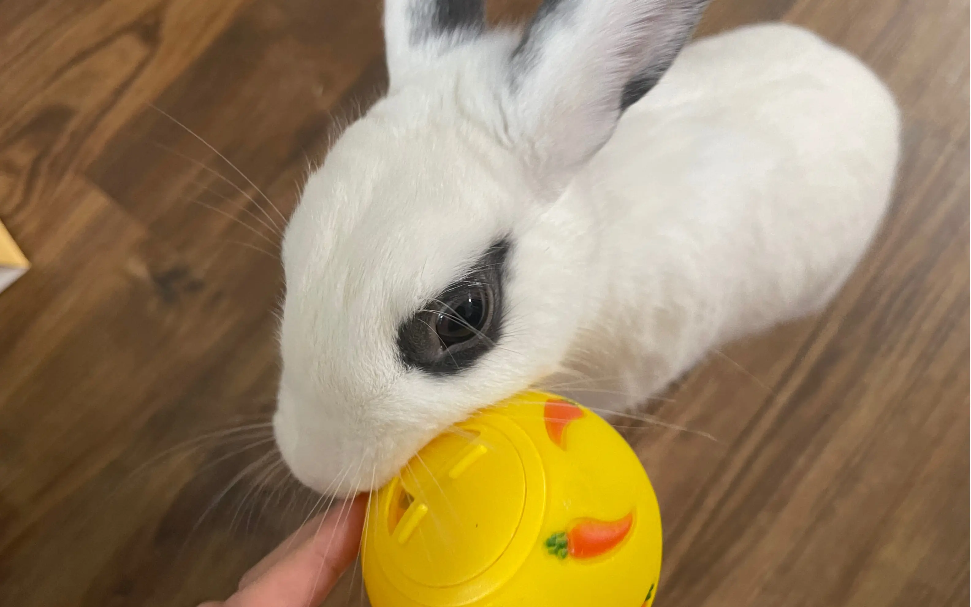 兔子行为观察 | 大概这就是兔子的玩耍吧