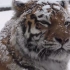 老虎：下雪了鸭?！好美。ヾ(=ﾟ･ﾟ=)ﾉ喵♪