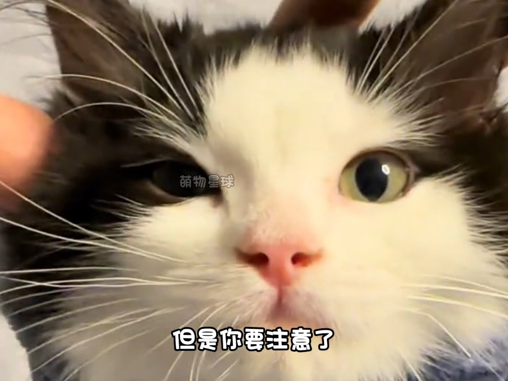 中华田园猫之奶牛猫,外号猫界哈士奇,神经病哔哩哔哩bilibili