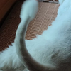 《逗  人  棒