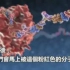 【中文字幕】趣味动画解释病毒如何在体内繁殖
